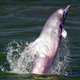 One of the 60 pink dolphins that still remains in Hong Kong’s waters.